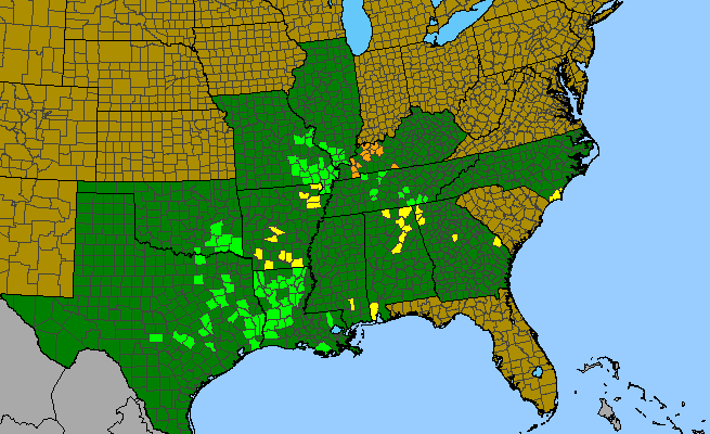 The range of Ptilimnium costatum
